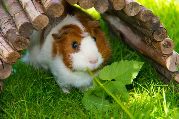 Cavia Zon Eten Jicht Onkruid — Stockfoto