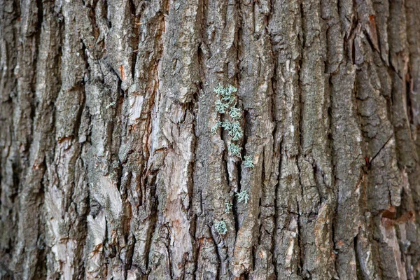Tree bark, tree trunk, old tree
