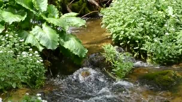 Rivière de montagne, bouche lente 