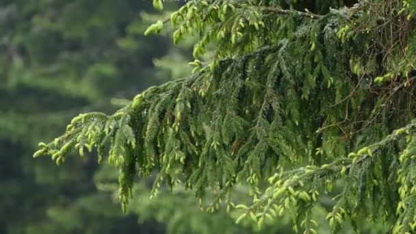 Lluvia Bosque — Vídeos de Stock