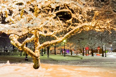 Bu ağaçlar donmuş Noel tatil sezonu Şehir Boston sırasında çekildi.