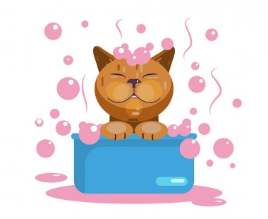 Kedi bakımı. Kedi yıkama. Komik namlu