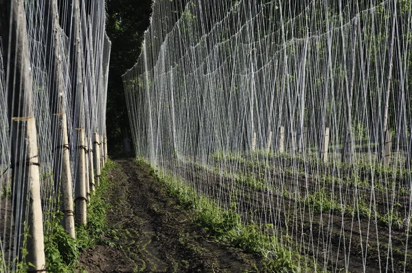 Hop çiftliğinde büyüyen hop bitkisi. Baharda Taze ve Olgun Hops. Bira üretim malzemesi. Bira konsepti. Güneş ışınları ile bulanık doğa yeşil arka plan üzerinde Fresh Hop
