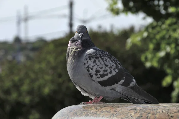 Taubenporträtfotografie, während man auf einem Terrassenvorsprung in der Stadt sitzt und direkt zu einem schaut — Stockfoto