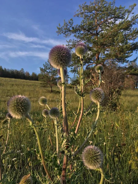 Hermosa flor de cardo púrpura. Árbol grande en el fondo. Bardana flor espinosa primer plano. Cardo floreciente o cardo mariano. Plantas herbáceas - Cardos de leche, Carduus — Foto de Stock