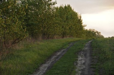 Toprak yol yukarı ve Avrupa'da uzun yeşil ağaçların bir ormanda bir tepeüzerinde rüzgarlar