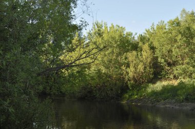 Bulutlu su ile göl doğa görünümü ve bitki ile çevreleyen, ağaç, yaprak, sabah parkta gölge güneş ışığı yansıması ile. Açık mavi gökyüzü bulutları ile izole arka plan olarak kullanın