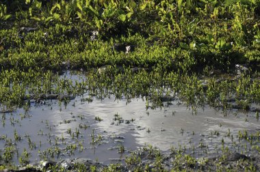 Su birikintisi mavi gökyüzü ve bulutların yansıması