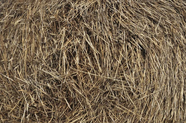 Balla di fieno primo piano come azienda agricola e simbolo agricolo del tempo del raccolto con paglia di erba essiccata come pagliaio legato in bundle — Foto Stock