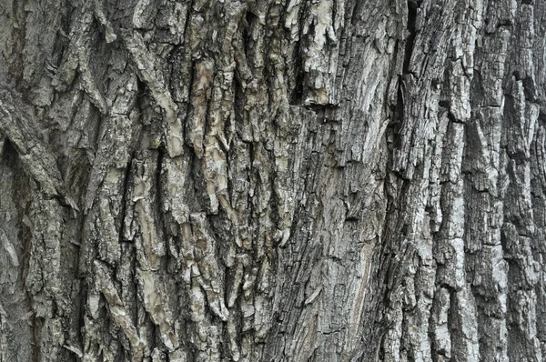Detalle macro de cerca de la corteza de arce de roble hermoso envejecido edad. Textura de madera natural abstracta fondo del árbol forma inusual patrón con grietas, cheques, agujeros y líneas curvas — Foto de Stock