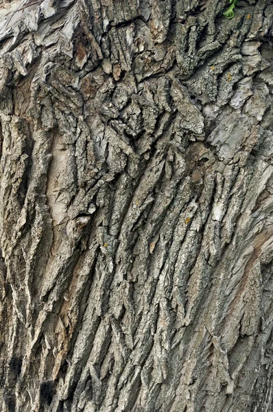 Closeup macro detail of old aged beautiful oak maple tree bark barque. Natural wooden textured abstract tree background unusual pattern shape with cracks, checks, holes and curvy lines — Stock Photo, Image