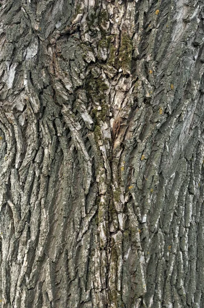 Detalle macro de cerca de la corteza de arce de roble hermoso envejecido edad. Textura de madera natural abstracta fondo del árbol forma inusual patrón con grietas, cheques, agujeros y líneas curvas — Foto de Stock