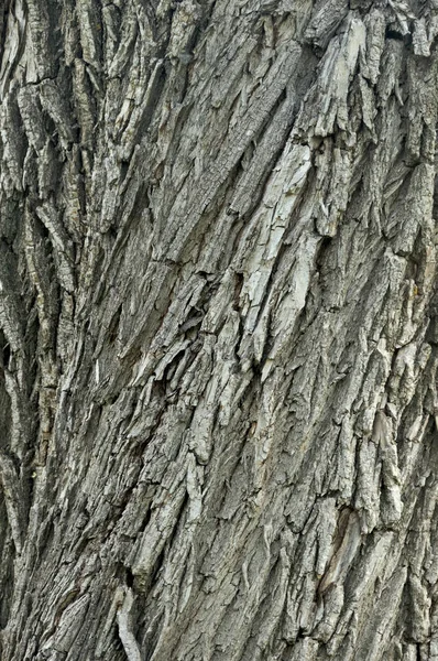 Detalle macro de cerca de la corteza de arce de roble hermoso envejecido edad. Textura de madera natural abstracta fondo del árbol forma inusual patrón con grietas, cheques, agujeros y líneas curvas — Foto de Stock