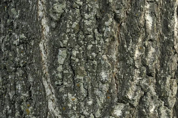 Eski yaşlı güzel meşe akçaağaç ağaç kabuğu barque Closeup makro detay. Çatlaklar, kontroller, delikler ve kıvrımlı çizgiler ile doğal ahşap dokulu soyut ağaç arka plan alışılmadık desen şekli