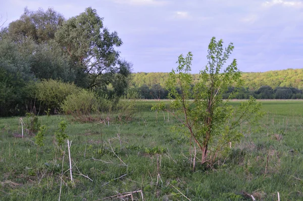 Bir sonbahar alanında genç bir ağaç ile Manzara. Küçük yeşil ağaç ve kuru ot ön planda. Ufuktaki tepelerdeki orman. Mavi gökyüzündeki bulutlar