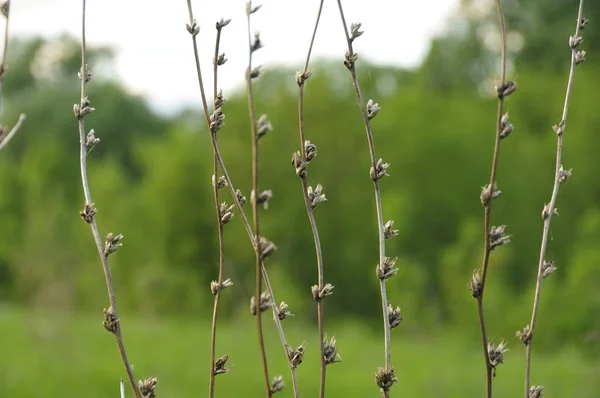 Kuru ot - Chicory çiçekleri- bahar güneş ışığında, kuzeyde bahar renkleri