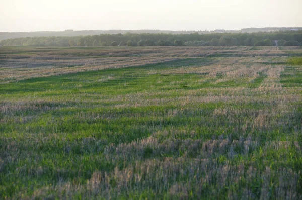 Yaz aylarında mavi gökyüzünde sadece açık yeşil, sarı alan orman ve bulutlar, güneşli bir gün. Hava güzel. Uzak tepeler, ağaçlar. Gizemli, büyülü, fantastik panoramik manzara yer. Fotoğraf arka planı