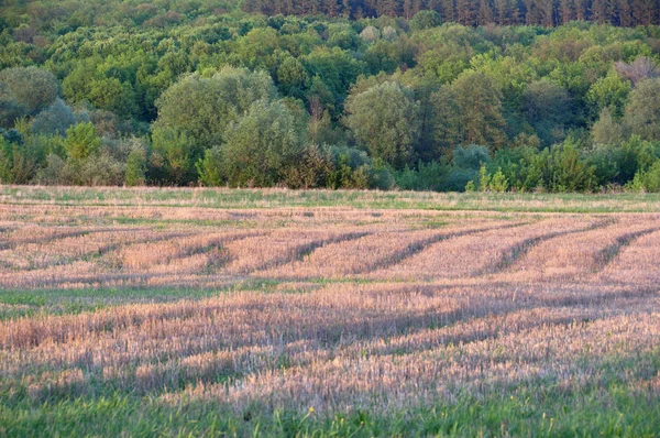 Yaz aylarında mavi gökyüzünde sadece açık yeşil, sarı alan orman ve bulutlar, güneşli bir gün. Hava güzel. Uzak tepeler, ağaçlar. Gizemli, büyülü, fantastik panoramik manzara yer. Fotoğraf arka planı
