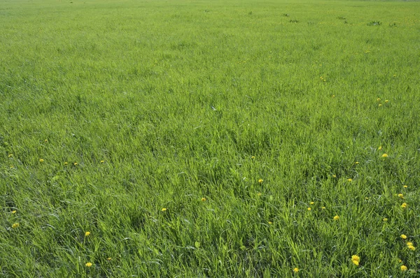 Birçok sarı dandelions ile yeşil çayır ile yaz günü manzara