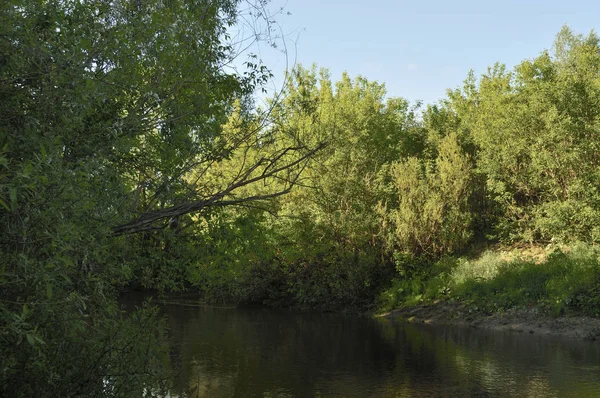Bulutlu su ile göl doğa görünümü ve bitki ile çevreleyen, ağaç, yaprak, sabah parkta gölge güneş ışığı yansıması ile. Açık mavi gökyüzü bulutları ile izole arka plan olarak kullanın