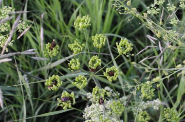 Ortak yarrow - Achillea millefolium - beyaz çiçekler yeşil bulanık çim çiçek arka plan, seçici odak üst görünümü kadar kapatın. Tıbbi yabani bitki Yarrow. Tıbbi bitkiler kavramı. Sığ Dof