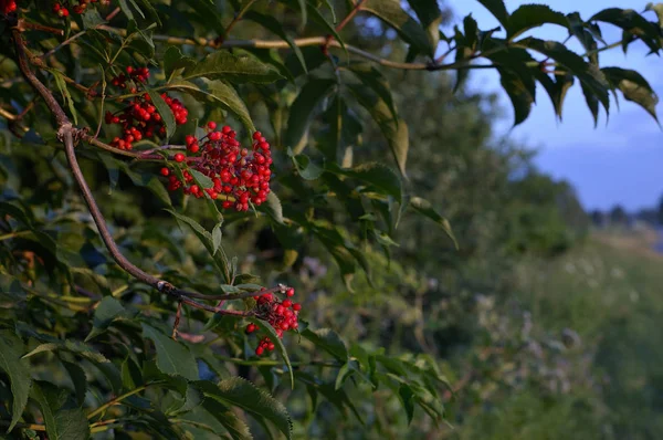 Guelder gül veya Viburnum kırmızı çilek demetleri closeup. Yaz sezonunun sonunda güneşli bir günde çalı. Güneş ışınları ve ağaç yaprakları. Yakın çekim fotoğraf, sığ alan derinliği bulanık arka plan