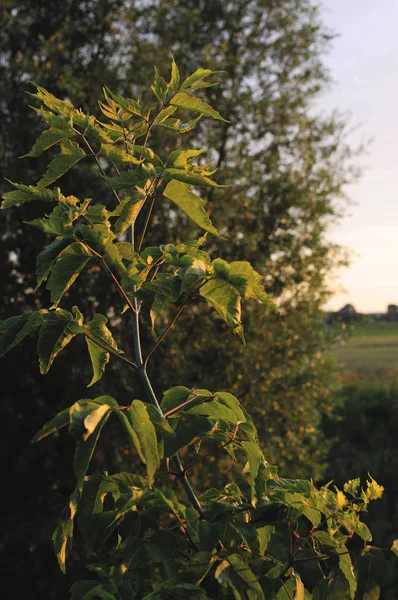 Varirenkli akçaağaç yaprakları. Yeşil akçaağaç yaprağı ile akçaağaç dalı, seçici odak. Güzel ışık renkli akçaağaç yaprakları. Bahar arka plan bırakır. Güneş ışınları ve ağaç yaprakları. Yakın çekim fotoğraf, sığ Dof