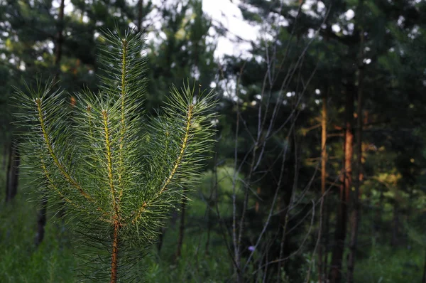 Närbild foto av grön nål Pine Tree på höger sida av bilden. Små tallkottarna i slutet av grenarna. Suddiga barr i bakgrunden. Solstrålar och löv träd. Grunda DOF — Stockfoto