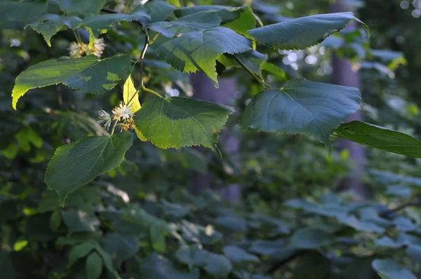 バリカラーのリンデンの葉。緑のリンデンの葉が付いているリンデンの枝、選択的な焦点。美しい光の中でカラフルなリンデンの葉。春は背景を残します。葉っぱに太陽の光。クローズアップ写真、浅いDof — ストック写真