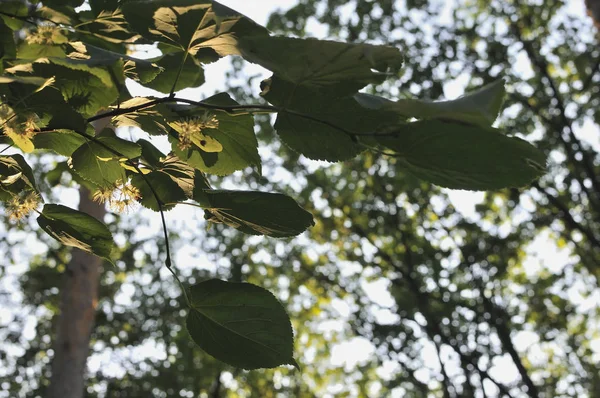 バリカラーのリンデンの葉。緑のリンデンの葉が付いているリンデンの枝、選択的な焦点。美しい光の中でカラフルなリンデンの葉。春は背景を残します。葉っぱに太陽の光。クローズアップ写真、浅いDof — ストック写真