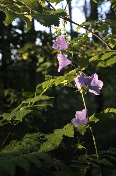 Campanula carpatica, tussock çan çiçeği veya Karpat çan. Rapido Mavisi. Plantae, Anjiyospermler, Asterids, Asterales, Campanulaceae, Campanula. Yakın çekim fotoğraf, sığ Dof, bulanık arka plan