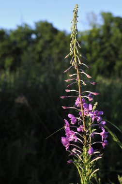 Genç dal söğüt-çay Chamaenerion ilk beyaz çiçekleri ile. Bir orman glade güneşin ilk sabah güneş ışınları. Close. Koyu bulanık arka plan. Sığ alan derinliği