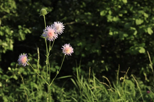 Doku, arka plan, desen. Gökyüzü gün batımında, şafakta. Renkli bulutlar, kırmızı, turuncu, pastel renkler. Alacakaranlıkta romantik pastel gökyüzü. dinamik dramatik etkileyici bulutlar ile gökyüzü