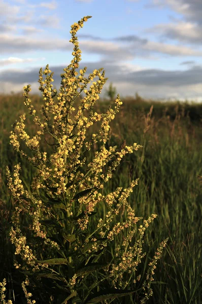 Inflorescência de Wooly Mullein Verbascum pyramidatum. As flores e folhas amarelas são anódinas anti-sépticas, adstringentes demulcentes, emolientes expectorantes, peitorais e vulneráveis. Foco seletivo — Fotografia de Stock