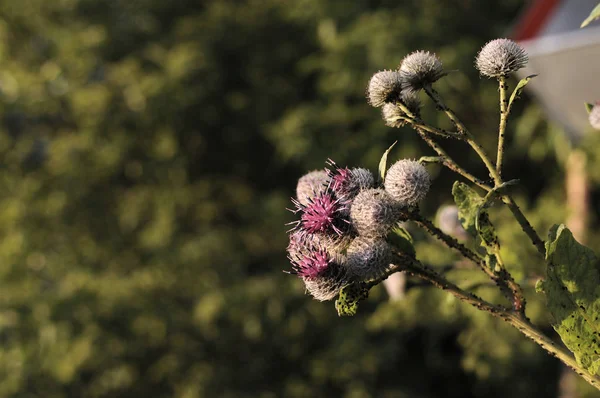 Bardana flor púrpura espinosa, brotes verdes y hojas en el jardín de hierbas. Floreciente bardana de plantas medicinales. Arctium lappa, mayor bardana, bardana comestible, botones de mendigo, rebabas espinosas, mayor feliz — Foto de Stock