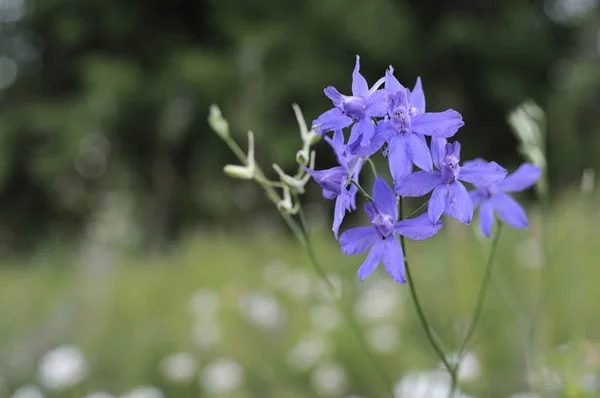 Gros plan d'une fleur d'iris barbu sur fond naturel vert flou. Des fleurs d'iris bleu poussent dans un jardin. Photo en gros plan, faible profondeur de champ — Photo