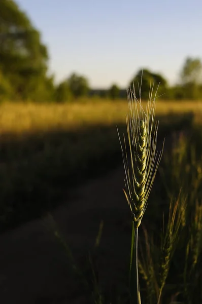 Bir güneş ışını ve bir parlama, dikey ile bir tahıl alanında arpa Başak. Bir çiftlik alanında çavdar buğday arpa Yeşil parlak güneşli olgun kulakları. Doğa üzerinde güneşin parlak ışınları tahıl spikelets