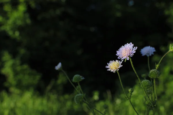 Doğa bitki kırmızı çiçek yonca makro fotoğraf. Çiçek açan bir yabani çiçek yonca arka plan dokusu. Alan kırmızı çiçek yonca görüntüsü