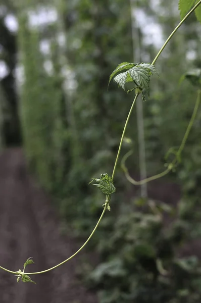 Bulanık arka plan üzerinde yaprakları ile genç hop yeşil dalları kümesi. Bira. Madde. Bitkisel ilaç. Yakın çekim, sığ alan derinliği. Güneş ışınları ve ağaç yaprakları. Seçici odaklama.