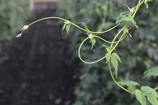 Bulanık arka plan üzerinde yaprakları ile genç hop yeşil dalları kümesi. Bira. Madde. Bitkisel ilaç. Yakın çekim, sığ alan derinliği. Güneş ışınları ve ağaç yaprakları. Seçici odaklama.
