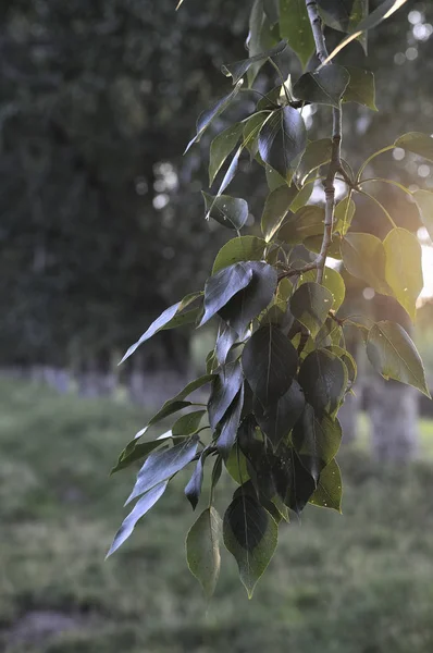 Vivid leaves of trees on bokeh background. Rich greenery in sunlight with copy space. Lush foliage close-up in sunny day. Natural green backdrop of scenic nature in backlight. Abstract texture — Stock Photo, Image