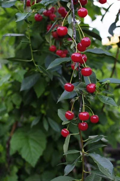 Cherries hanging on a cherry tree branch.Red organic cherries on a branch of cherry tree,branch-macro,ripe cherries on a branch.Close-up photo, shallow depth of field, blured background — Stock Photo, Image