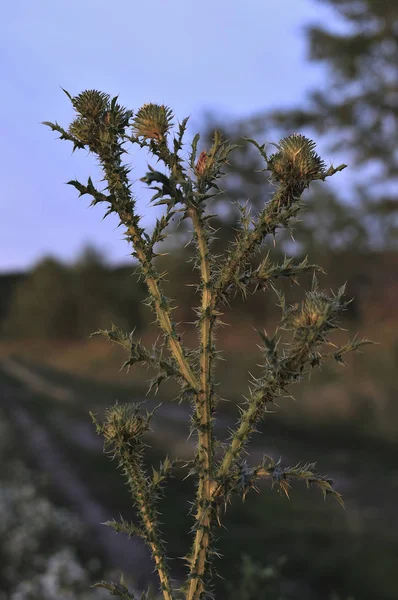 Mor devedikeni güzel çiçek. Arka planda büyük bir ağaç. Burdock dikenli çiçek yakın çekim. Çiçekli devedikeni veya süt devedikeni. Yakın çekim fotoğraf, sığ alan derinliği, bulanık arka plan