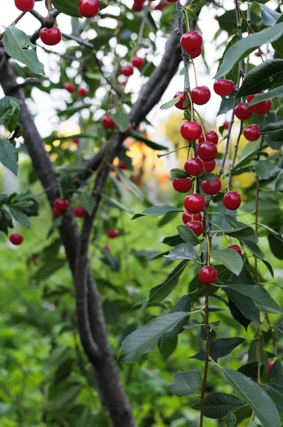 Kiraz ağacı dalına asılı. Kiraz ağacının bir dalı üzerinde kırmızı organik kiraz, dal-makro, bir dal üzerinde olgun kiraz. Yakın çekim fotoğraf, sığ alan derinliği, bulanık arka plan