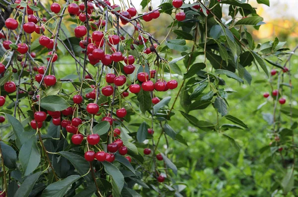 Cherries hanging on a cherry tree branch.Red organic cherries on a branch of cherry tree,branch-macro,ripe cherries on a branch.Close-up photo, shallow depth of field, blured background — Stock Photo, Image