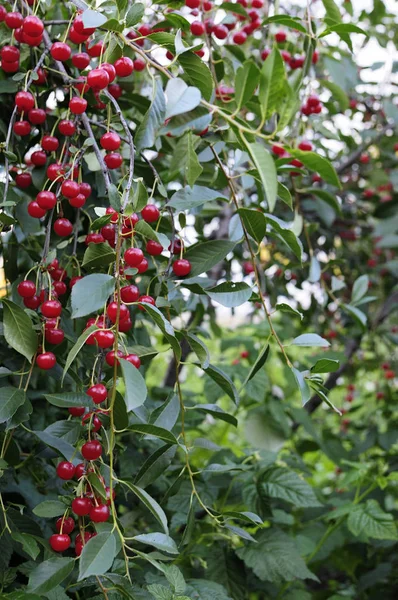 Cherries hanging on a cherry tree branch.Red organic cherries on a branch of cherry tree,branch-macro,ripe cherries on a branch.Close-up photo, shallow depth of field, blured background — Stock Photo, Image