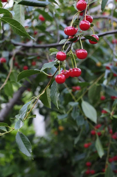 Cherries hanging on a cherry tree branch.Red organic cherries on a branch of cherry tree,branch-macro,ripe cherries on a branch.Close-up photo, shallow depth of field, blured background — Stock Photo, Image