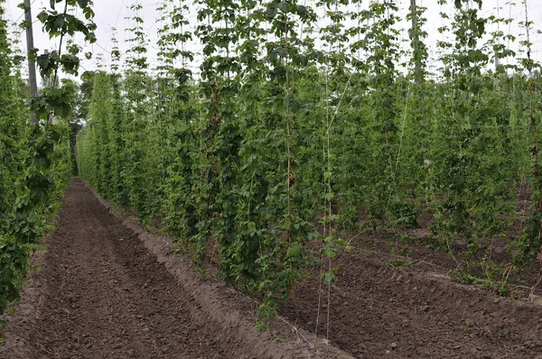 Hop çiftliğinde büyüyen hop bitkisi. Baharda Taze ve Olgun Hops. Bira üretim malzemesi. Bira konsepti. Güneş ışınları ile bulanık doğa yeşil arka plan üzerinde Fresh Hop