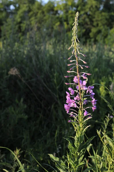 Genç dal söğüt-çay Chamaenerion ilk beyaz çiçekleri ile. Bir orman glade güneşin ilk sabah güneş ışınları. Close. Koyu bulanık arka plan. Sığ alan derinliği