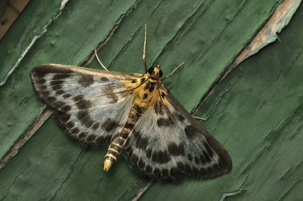 Nachtfalter. Das sind Schmetterlinge, die einen dünnen Körper und relativ lange Beine haben. Schmetterlinge sind schleichend und nachtaktiv. Nahaufnahme, geringe Schärfentiefe, blauer Hintergrund — Stockfoto